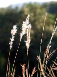 Native Texas grasses