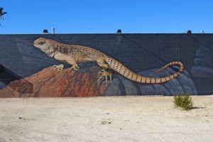 2008-1229-twentyninepalmslizardmural1 Northern Desert Iguana