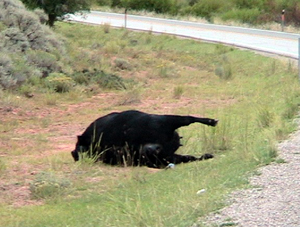 image: deadcow