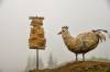 Chicken_Chicken.jpg