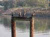 cormorants_.JPG
