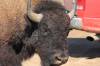 Bison_in_Car_Park_Theodore_Roosevelt_NP_North_Unit_.JPG