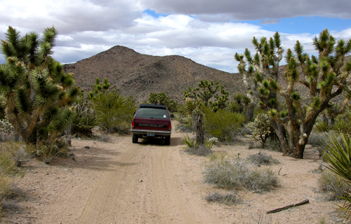 Joshua Tree Forest near Primm, NV