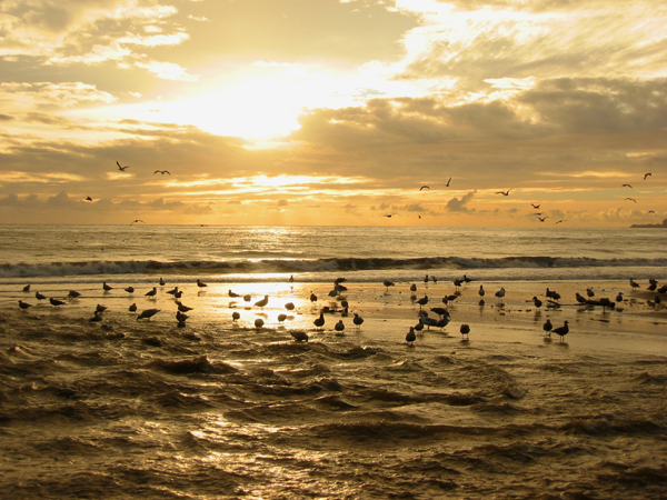 Seacliff Beach,