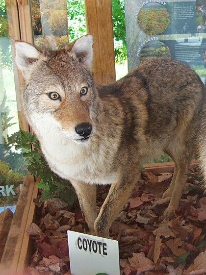 A Coyote Under Glass