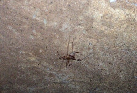 Cave Cricket