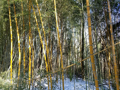 Wilderness Park