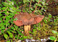 Mountain mushroom