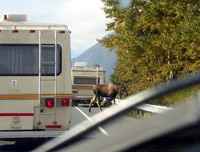 Moose in road!