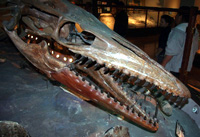 Texas Mososaur