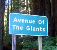 Avenue of the Giants