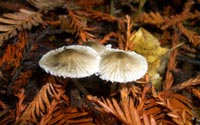 Mushrooms