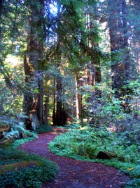 Path through the forest