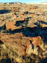 Petrified Forest Scenery