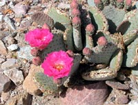 Prickly pear cactus