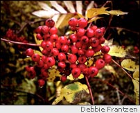 Red berries