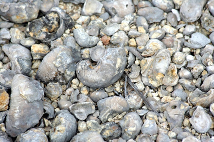 Texas fossils