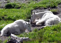 Dall mountain sheep