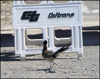 Road Runner