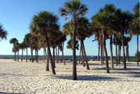 White sands & palms