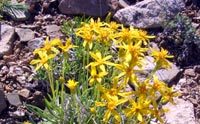 Eagle Canyon