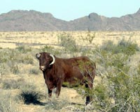 Desert cow