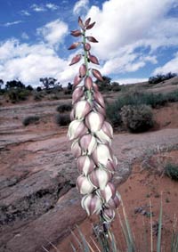 Narrow Leaf Yucca