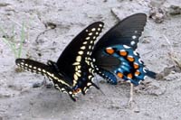 Swallowtail butterfies