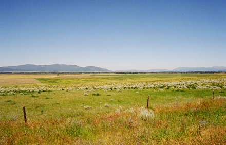 Grassland