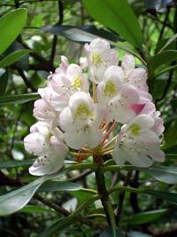 Rhododendrom blossom