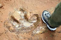 Dinosaur footprint