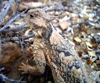 Horned toad