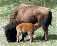Buffalo
