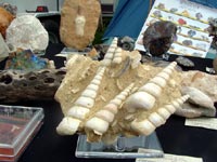 Petrified seashells