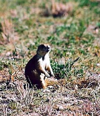 Midwestern prairie dog