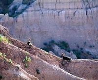 Bighorn sheep