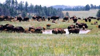 Custer State Park