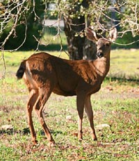 Deer