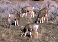 Deer