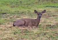 Deer