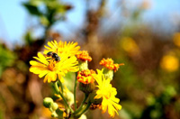 Wildflower