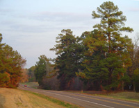 Native pines near Longview, TX
