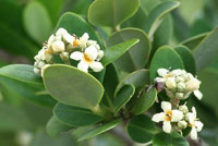 Mangrove blossoms