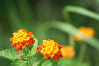 Lantana flowers