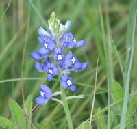 Texas bluebonnet