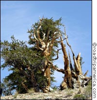 Bristlecone Pines
