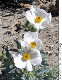 Matlija poppies