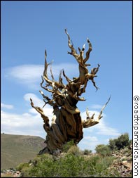 Ancient Bristlecone