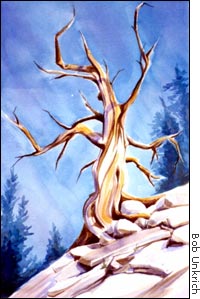 Watercolor by Bob Unkrich