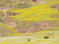 Desert Gold